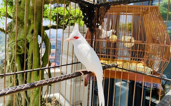 Những chú chim Chào Mào đang được người bán chăm sóc cẩn thận tại một gian hàng ở chợ