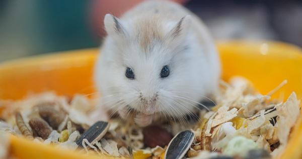 Một chú chuột hamster đáng yêu đang chạy trong bánh xe tại The Hamster Shop Ngõ 30 Phùng Khoang