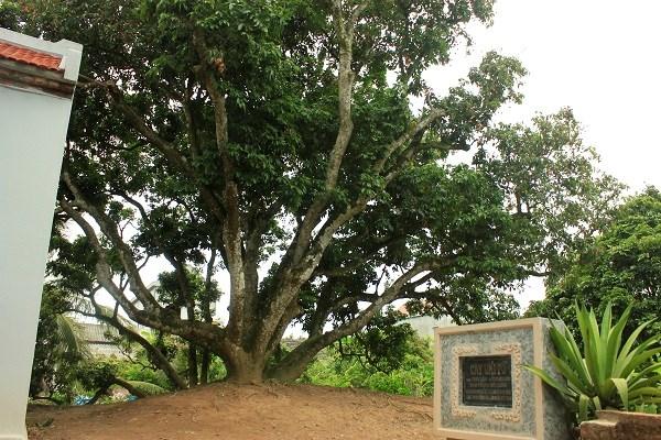 Hình ảnh tổng quan chợ Thông Đoàn Tùng Hải Dương với không khí mua bán nhộn nhịp và người dân địa phương