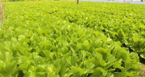 Khu vực bán rau củ quả tươi xanh tại Chợ Cần Giuộc
